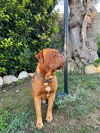 Disponibile per Monta