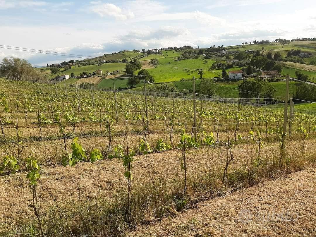 Vigneto/vigna di verdicchio - 3 ettari - Vista 3