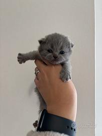 Cuccioli British shorthair