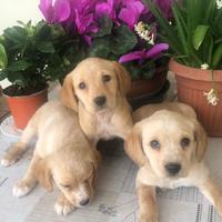 Cuccioli meticci