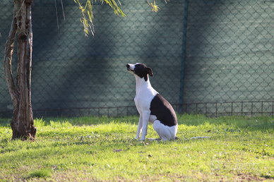 Whippet cucciolo