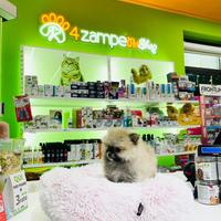 Spitz di Pomerania Mini Toy