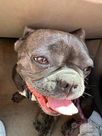 Bulldog francese