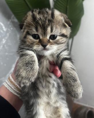 Schottish fold/straight