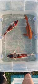 Carpe koi - 35/40 cm