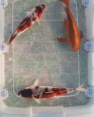 Carpe koi - 35/40 cm