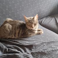 GATTINA di 1 anno e mezzo