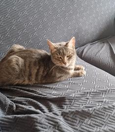 GATTINA di 1 anno e mezzo