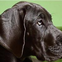 Cuccioli di alano nero