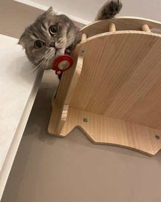 Gatto Scottish Fold/Strike