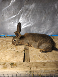 Incrocio fra leprino e gigante