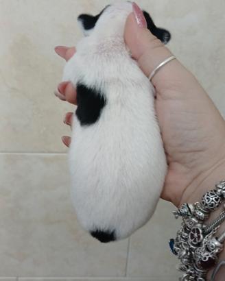 Chihuahua linea russa