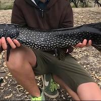 Ritiro grossi predatori