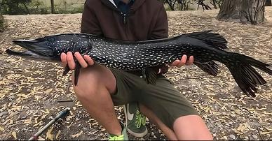 Ritiro grossi predatori