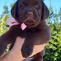 Labrador chocolate con pedigree ENCI