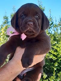 Labrador chocolate con pedigree ENCI