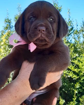 Labrador chocolate con pedigree ENCI