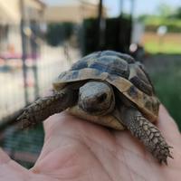 Testudo hermanni