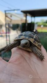 Testudo hermanni