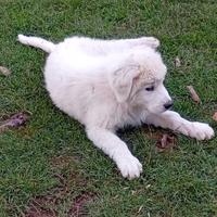 Pastore maremmano abruzzese