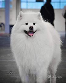 Samoiedo cuccioli