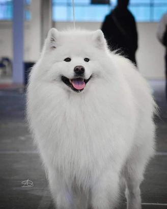 Samoiedo cuccioli