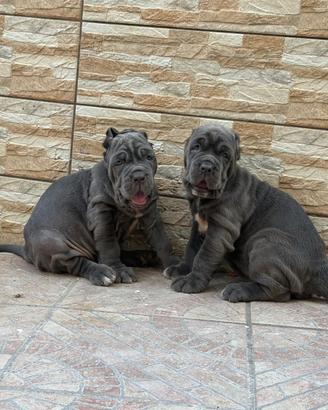 Cuccioli di Mastino Napoletano