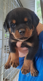 Cuccioli di rottweiler