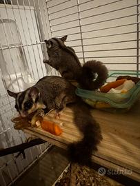 Petauro dello zucchero