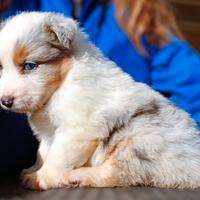 Pastore Australiano cucciola con pedigrèe