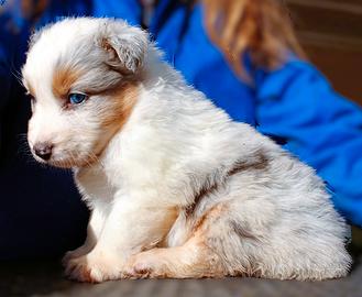 Pastore Australiano cucciola con pedigrèe