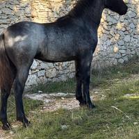 Cavalli Murgesi
