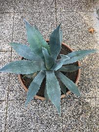 Pianta grassa aloe agave americana