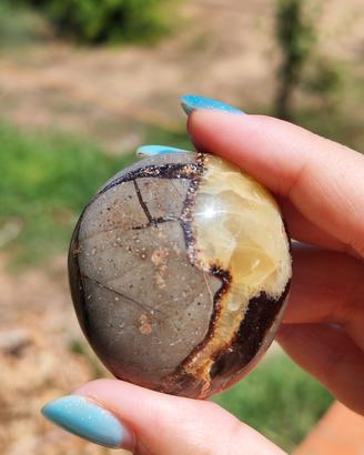 Palmstone Septaria