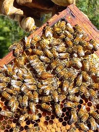 Sciame di Api