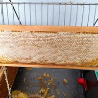 Materiale apistico per cessata attività 