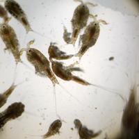 Zooplancton acquario marino. Alimento vivo