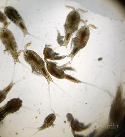 Zooplancton acquario marino. Alimento vivo