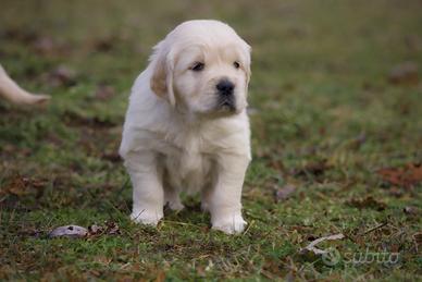 Golden cuccioli