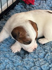 Cuccioli di Jack Russell Terrier