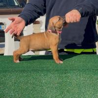 Cuccioli american pitbull terrier