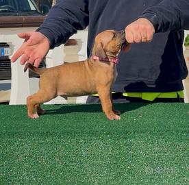 Cuccioli american pitbull terrier