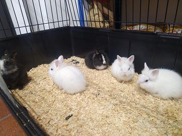 Coniglietti nani cuccioli