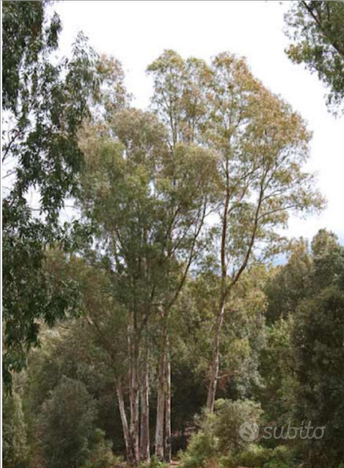 Terreno bosco di eucalipto