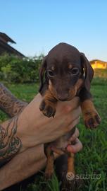 Cuccioli di cane