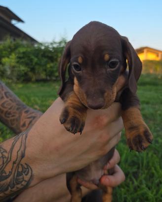 Cuccioli di cane
