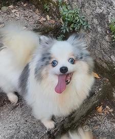 Spitz tedesco nano Marlè femmina 6 anni