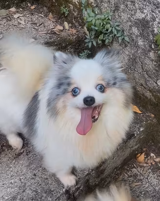 Spitz tedesco nano Marlè femmina 6 anni