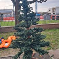 albero di natale
