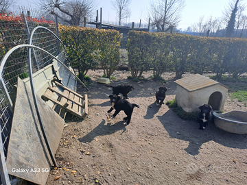 4 cucciole belga +border collie